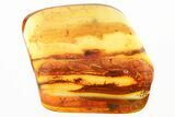 Detailed Fossil Daddy Long-Leg and Fly in Baltic Amber #330708-1